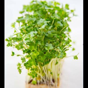 May include: A close-up shot of a vibrant cluster of microgreens. The tiny, bright green leaves are densely packed, with delicate stems and roots visible at the base. The microgreens are in a rectangular container, showcasing their fresh, natural appearance.
