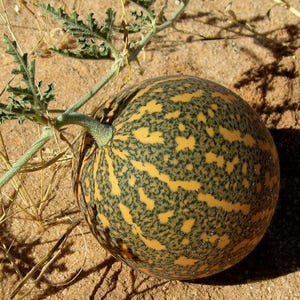 Puede incluir: Una fruta redonda, con un patrón verde y amarillo, descansa sobre arena. Una vid verde y hojas se extienden. La sombra de la fruta se proyecta a la derecha, bajo la luz del sol.