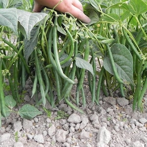 Peut inclure: Gros plan sur un plant de haricots verts avec de longs haricots verts fins et de grandes feuilles texturées. Les haricots poussent dans un parterre de jardin avec de petits cailloux et de la terre. Une main touche doucement les feuilles.