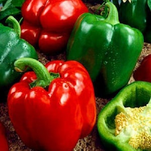 California Wonder Bell pepper | Pepper (Sweet) ca wonder | Heirloom Seeds | Bell Pepper for Stuffing | Non-GMO Seeds | 20 - 18,400 Seeds