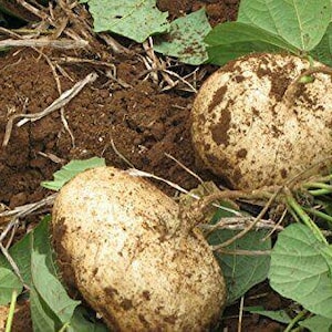 Peut inclure: Gros plan de plusieurs tubercules de jicama partiellement déterrés du sol. Les tubercules sont ronds et beiges, recouverts de terre. Des feuilles et des vignes vertes sont éparpillées autour du jicama, avec de la terre brun foncé en arrière-plan.