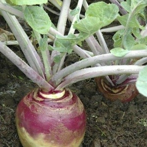 May include: A close-up of a turnip plant with a large, round root vegetable. The turnip is a vibrant purple and yellow color, with green leaves and stems. The plant is growing in dark soil.