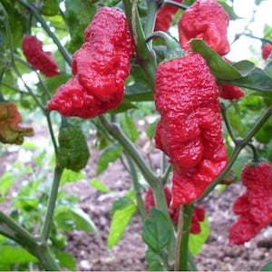 May include: Close-up of a plant with several bright red, wrinkled peppers. The peppers are attached to green stems with green leaves. Some peppers are still green, while others are turning brown.