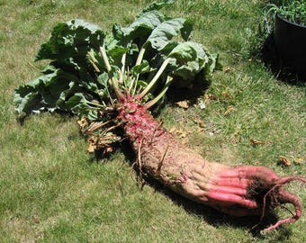 Mammoth Red Mangle beet | NON-GMO Seeds | Fresh Organic | Giant up to 25 POUNDS | Vegetable Garden | 25 - 3200 Seeds