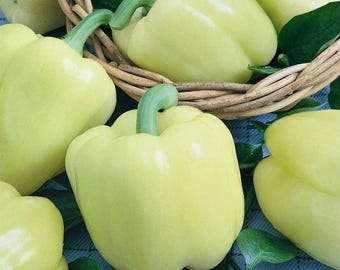 Pimiento morrón dulce Nube Blanca / Pimiento morrón para rellenar / Semillas no transgénicas / 25 - 1000 semillas