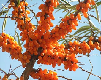 Sea Buckthorn Seeds | Seaberry Tree Hippophae rhamnoids Shrub 9X Vitamin C | 25 - 500 Seeds
