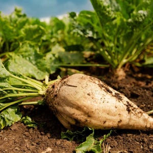 May include: A close-up of a sugar beet, partially unearthed from the soil, with green leaves and a light brown root. The beet is covered in soil, and other beets and green plants are in the background.