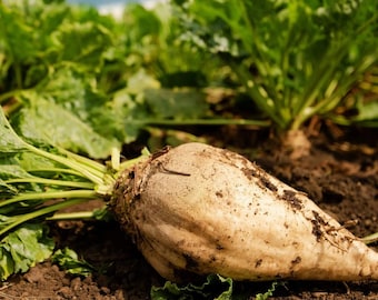 Nasiona buraków cukrowych | Ogrodnictwo domowe | Wysoka zdolność kiełkowania | Łatwe w uprawie | Odmiana heirloom bez GMO | 100–5000 nasion