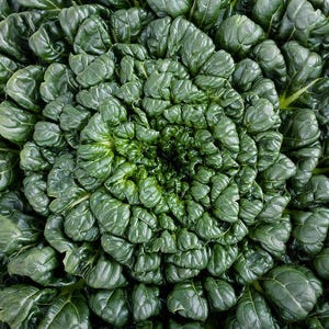 May include: Close-up of a vibrant green leafy vegetable, possibly a type of spinach or cabbage, arranged in a spiral pattern. The leaves have a textured, ruffled appearance, creating a dense, organic form. The image highlights the natural beauty of the plant.