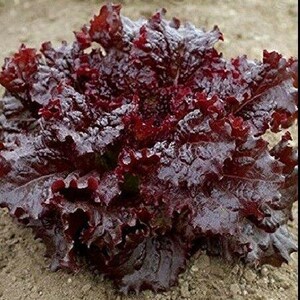 May include: A close-up of a head of red lettuce. The leaves are a deep burgundy color with ruffled edges. The lettuce is sitting on a bed of soil, showing the plant's fresh, natural state.