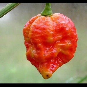 Puede incluir: Primer plano de un pimiento Carolina Reaper rojo y naranja vibrante, que muestra su textura irregular y su forma única. El pimiento está unido a un tallo verde, sobre un fondo verde borroso. Un pimiento picante popular.