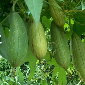 May include: Close-up of several green loofah gourds hanging from a vine, surrounded by green leaves. The gourds are elongated with vertical ridges and a slightly bumpy texture. The image is taken outdoors.