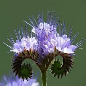 Puede incluir: Primer plano de una vibrante flor morada con delicados pétalos y largos y delgados estambres. La flor tiene una forma espiral única con capullos verdes y un tallo verde sobre un fondo verde suave. Un hermoso ejemplo del arte de la naturaleza.