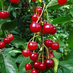 Może przedstawiać: Zbliżenie gałęzi wiśni obficie obsypanej dojrzałymi, czerwonymi wiśniami. Wiśnie mają intensywny czerwony kolor i błyszczą w świetle, otoczone zielonymi liśćmi. Obraz oddaje świeżość i obfitość owoców.