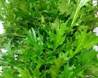 Mostaza Mizuna 100 - 30.000 Semillas Heirloom Venta al por mayor Asiático Cultivador vigoroso