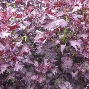 Shiso 350 - 5600 Seeds Purple Perilla Red Mint Aromatic frilled leaves Salad