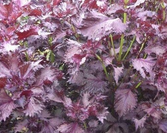 Shiso 350 - 5600 Sementes Perilla Roxa Hortelã Vermelha Folhas aromáticas frisadas Salada