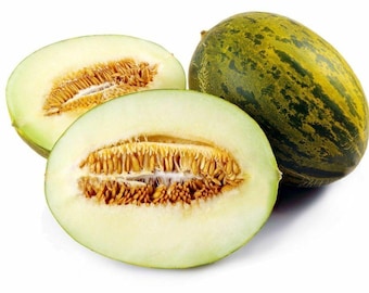 PIEL DE SAPO Melon Seeds Santa claus Toadskin melon Extremely Sweet Rare Heirloom