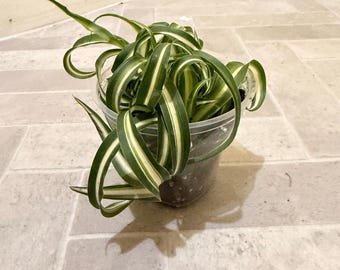 Planta araña rizada