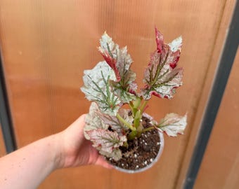Begonia