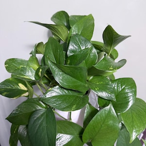 Puede incluir: Una exuberante planta de potos con hojas grandes en forma de corazón. Las hojas tienen una textura brillante y una mezcla de verde sólido y variegación verde-amarilla. La planta está en una maceta blanca, creando un contraste vibrante.