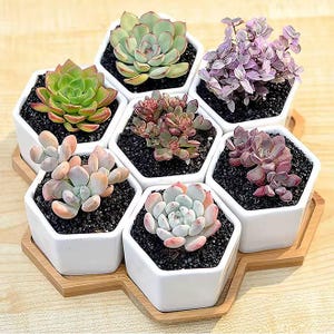 May include: A set of seven white hexagonal ceramic planters arranged in a honeycomb pattern on a matching bamboo tray. Each planter is filled with black soil and contains a different variety of succulent plant, including green, pink, and purple hues.