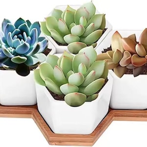 May include: Four succulent plants in white hexagonal pots on a wooden tray. The succulents have varying colors, including blue-green, light green, and reddish-brown. The tray is made of light brown wood.
