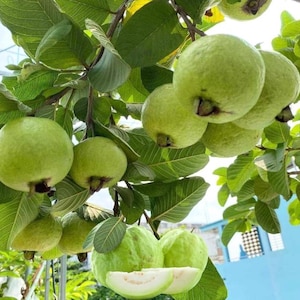 White Guava Live Starter Plant – 4–8in Tall – Psidium Guajava Tropical Fruit Tree – Sweet White Guava – Ready to Plant