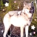BlossomOnPawz Swearingen