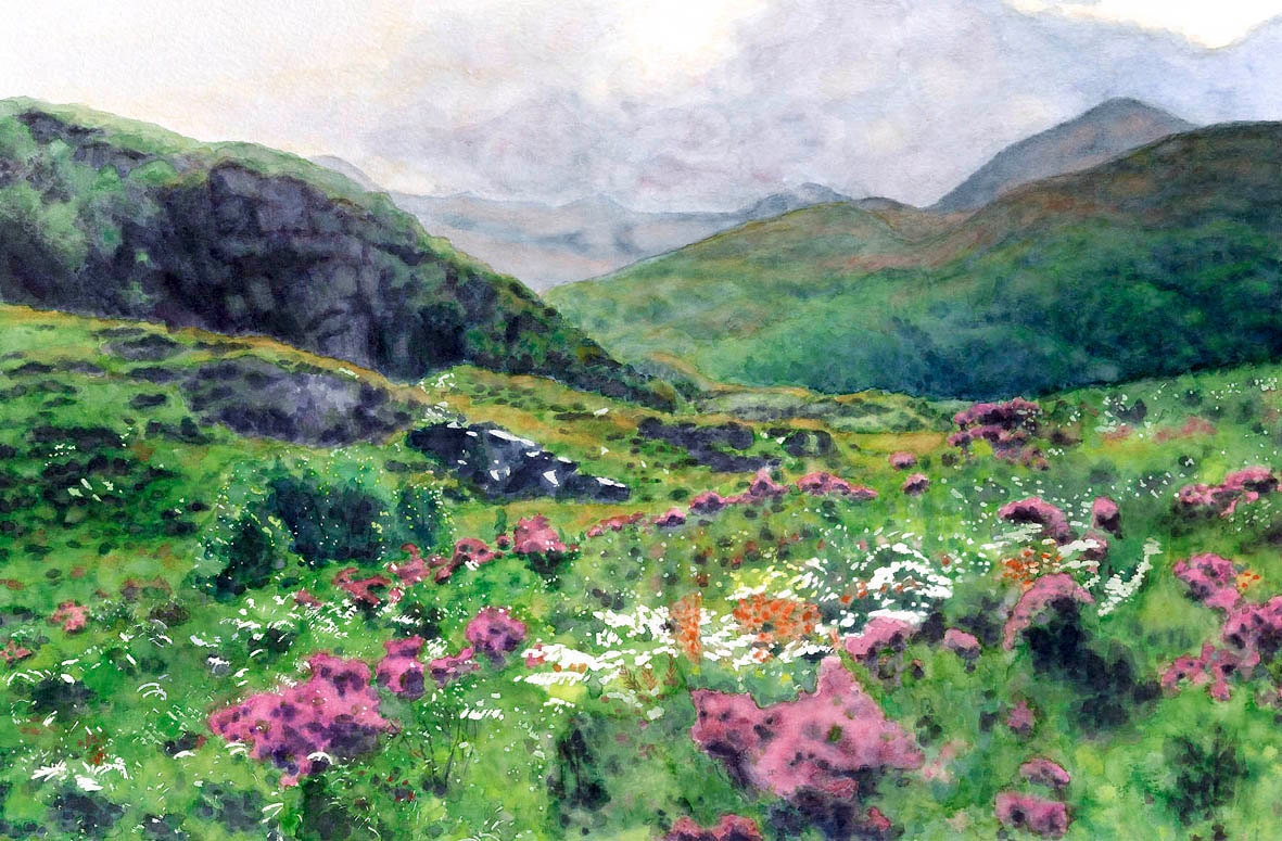 Scotland Scottish Highlands Heather and Mountains- Giclée Print