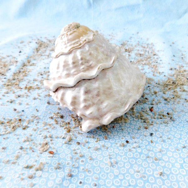 Astrea Undosa Pearlized Turban Shell 3 in Diameter