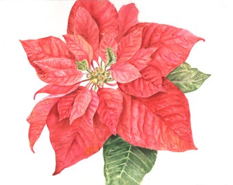 ポインセチアの絵画 クリスマスの花 水彩画 花のアートプリント 赤い