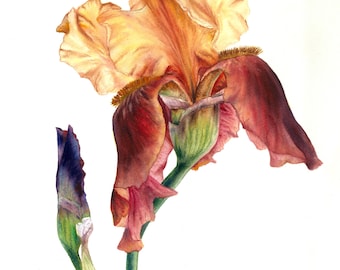 アイリスの絵画 黄色のアイリスの水彩画プリント 花の壁アート 春の花