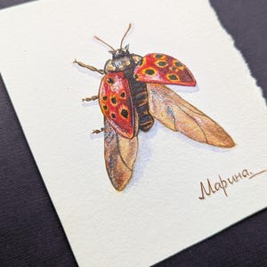 Può includere: Acquerello di una coccinella con le ali aperte, che mostra elitre rosse e nere macchiate e ali marroni traslucide. L'opera d'arte è su un pezzo di carta strappato, con la firma dell'artista in inchiostro marrone.
