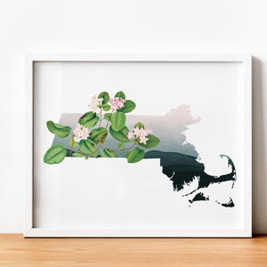 Framed Massachusetts State Flower Print: Vintage Botanical Wall Art