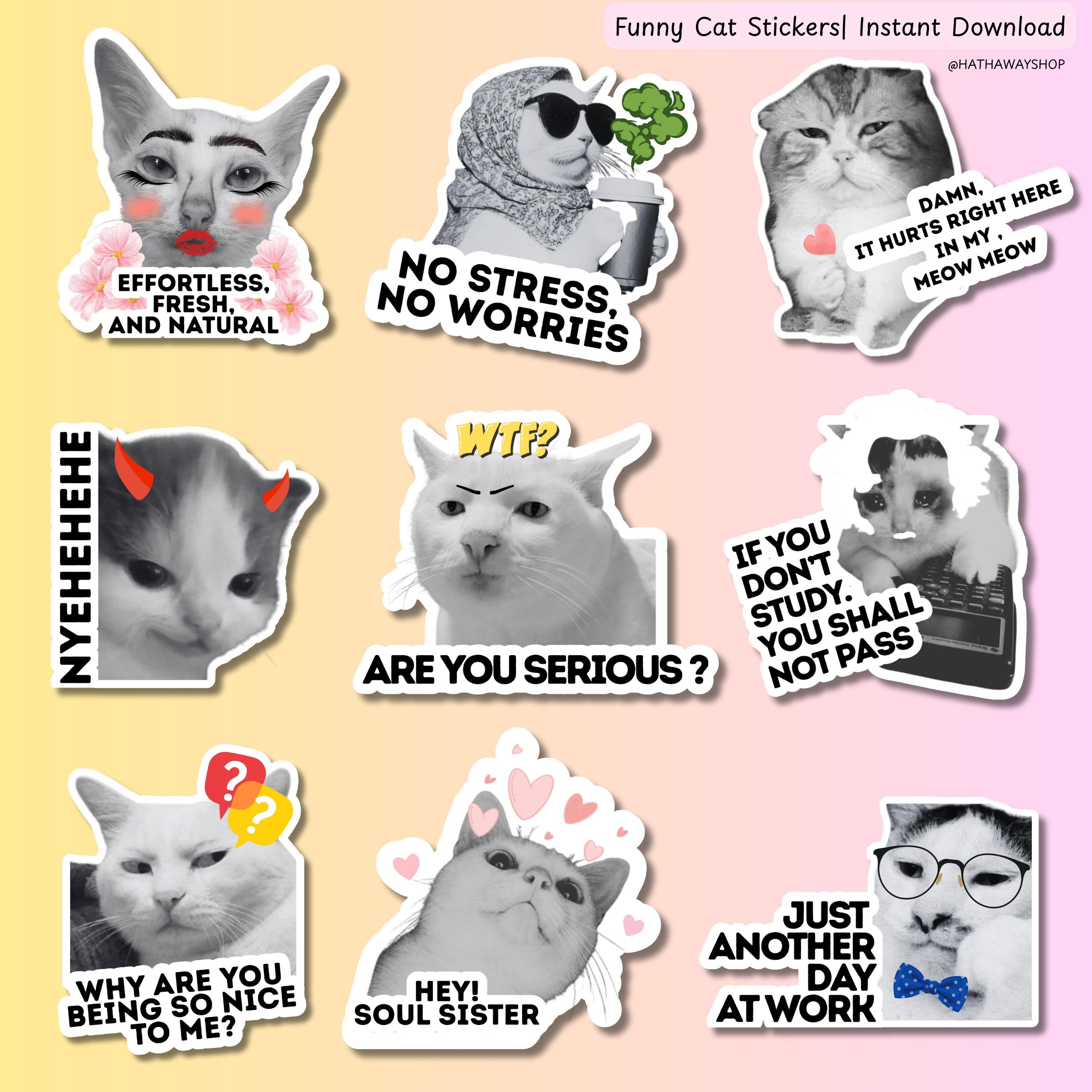 Memes Cat Videos Jokes Cat Quotes Funny Cat Videos Download For