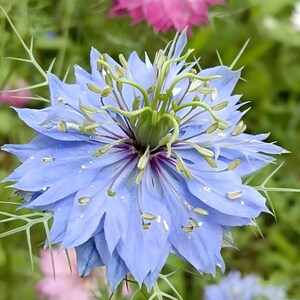 Könnte beinhalten: Eine hellblaue Nigella damascena Blüte mit spitzen Blütenblättern, einer dunkelvioletten Mitte und grünen Staubgefäßen, umgeben von feinem, nadelartigem Laub. Der Text "ZamaniX" ist unten links mit einer kleinen Blumengrafik zu sehen.