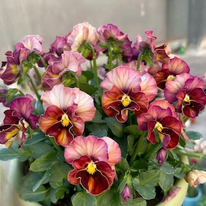 May include: A close-up of a pot of pansies in full bloom. The flowers are a mix of burgundy, pink, and yellow. The green leaves and the light green pot provide a contrasting backdrop. The flowers are in full bloom.