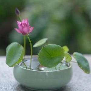 Puede incluir: Una taza de cerámica blanca con un asa negra y el texto "But First, Coffee" en un estilo manuscrito. La taza está sobre una superficie blanca. La taza mide aproximadamente 10 cm de alto.