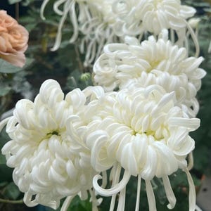 20 Ruiyun Dian Chrysanthemum Seeds | Pure White Heirloom | High Germination |Non-GMO Cut Flower Seeds | Garden Decor