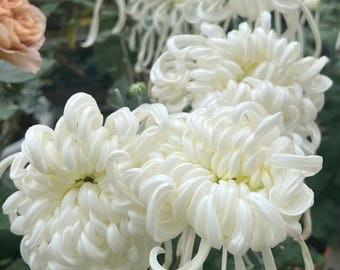 20 Ruiyun Dian Chrysanthemum Seeds | Pure White Heirloom | High Germination |Non-GMO Cut Flower Seeds | Garden Decor