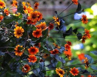May include: A cluster of vibrant orange flowers with dark centers, featuring deep purple to black foliage and thin, dark stems. The plant displays numerous blossoms in various stages of bloom, set against a backdrop of green garden foliage.