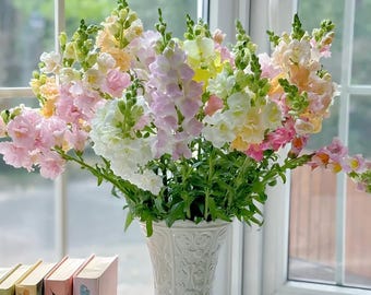 35 Count Mixed Snapdragon Seeds |  Multi-Color Blooms | Dragon Flower, Easy to Grow| Long Blooming, Pollinator Friendly|  Cut Flower