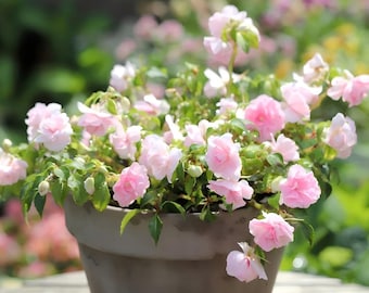 May include: A potted plant with vibrant pink flowers and green foliage. The flowers are in full bloom, filling the gray pot. The pot sits on a wooden surface, with a blurred background of other plants.