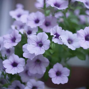 Op de afbeelding: Een tros lichtpaarse petuniabloemen met donkerder violette centra en groen blad. De bloemblaadjes zijn zacht en afgerond en vormen een dicht geheel. Een klein decoratief logo met de tekst ZamaniX is zichtbaar in de onderste hoek.