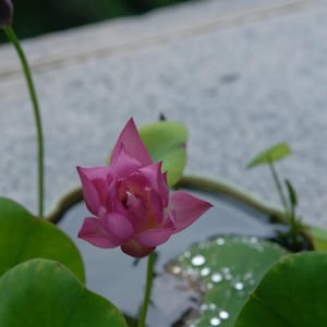 May include: A vibrant pink lotus flower, partially open, with green lily pads and water droplets. The flower is in a small pond or container. The background is blurred, focusing attention on the flower.