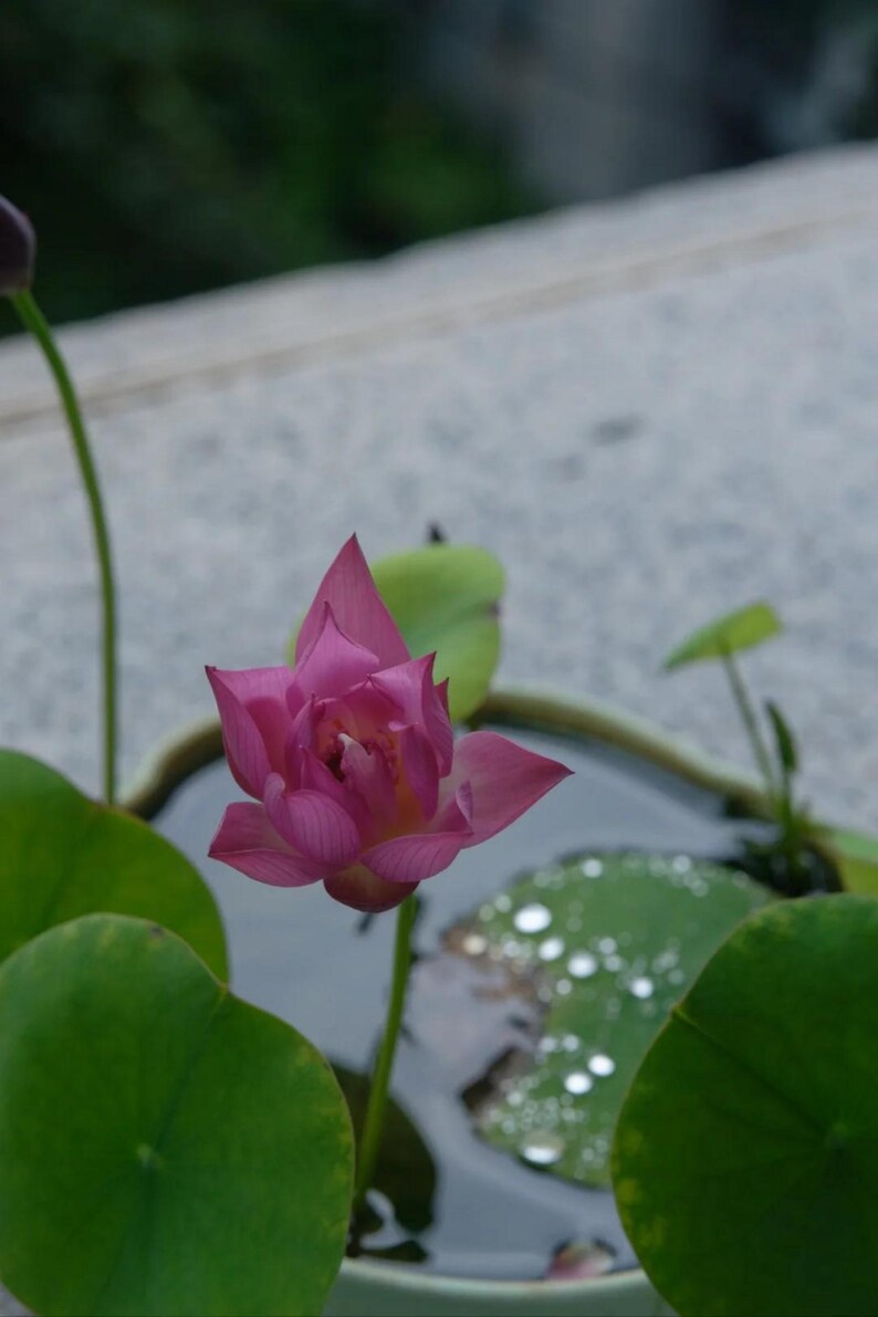 May include: A vibrant pink lotus flower, partially open, with green lily pads and water droplets. The flower is in a small pond or container. The background is blurred, focusing attention on the flower.