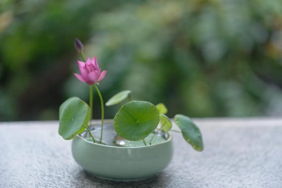5 Dwarf Bowl Lotus Seeds | Mini Water Lily | Indoor Tabletop Water Garden Seeds | Dwarf Lotus for Containers & Small Ponds