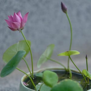 5 Dwarf Bowl Lotus Seeds | Mini Water Lily | Indoor Tabletop Water Garden Seeds | Dwarf Lotus for Containers & Small Ponds image 2