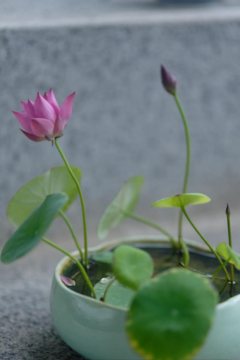 5 Dwarf Bowl Lotus Seeds | Mini Water Lily | Indoor Tabletop Water Garden Seeds | Dwarf Lotus for Containers & Small Ponds image 2